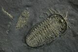 Pyritized Triarthrus Trilobite With Appendages - New York #309861-2